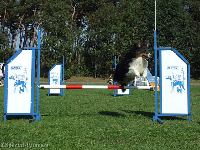 BeeGee op het agility veld